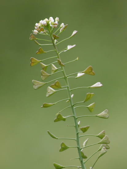 pianta carnivora? Capsella bursa-pastoris